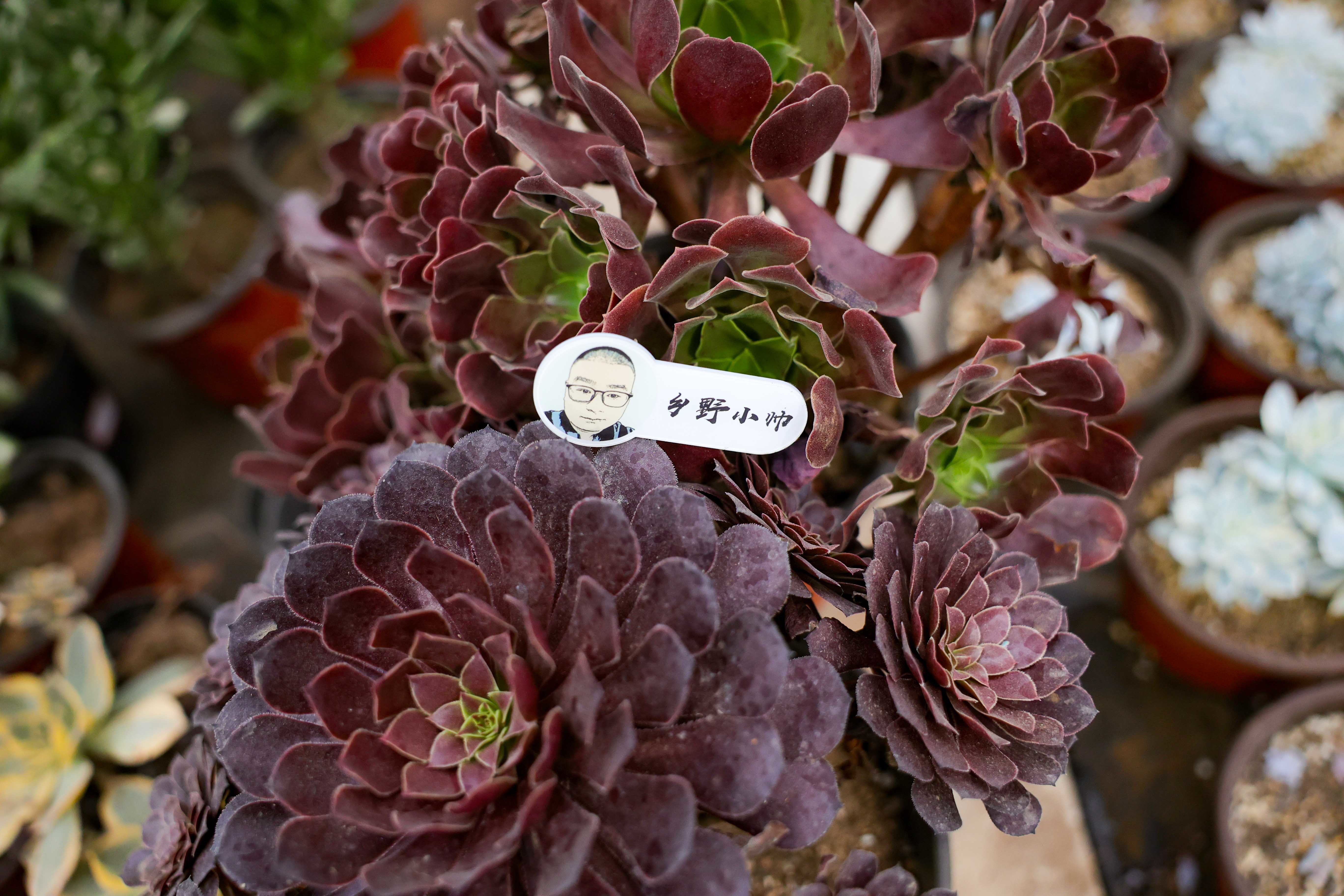 羊绒法师和欧紫法师 ,他们的养护方法一样吗?有什么区别?