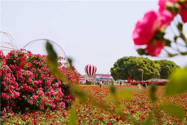徐舍镇美栖村的千亩玫瑰花田吸引了大批来自全省各地的游客到这儿享受