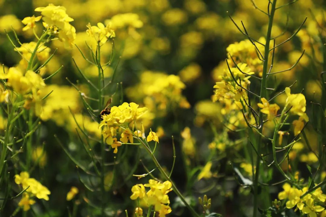 安平县杨屯村油菜花节图片