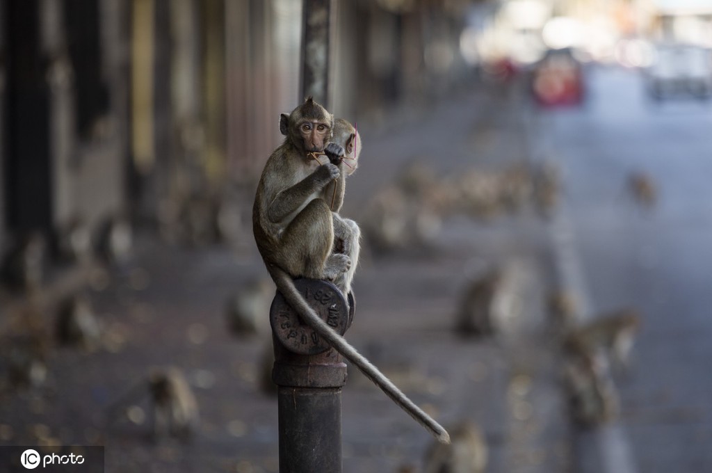当地时间2021年11月28日,泰国华富里府,第33届“猴子自助餐节”举行。该府在餐桌上摆满各种新鲜果蔬和甜品,让猴子们大快朵颐。 “猴子自助餐节”是华富里府的一个重要节日,1989年首次举办,吸引了大量国内外游客和媒体的关注,成为促进当地旅游业发展的标志性活动。