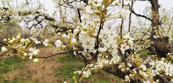 雄安·雄州梨湾梨花游园会开幕