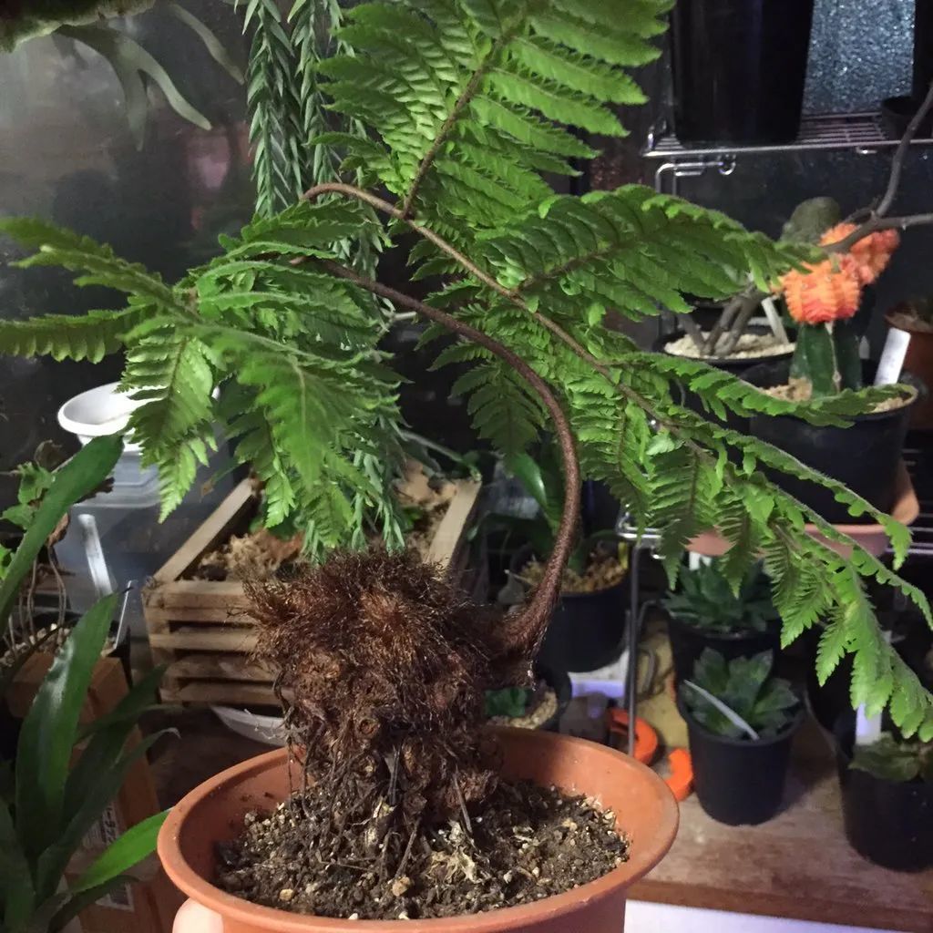 这几类野生植物长得再好看也不要买 更要禁止盗挖