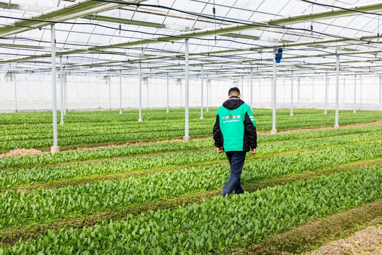 叮咚買菜打造金山,奉賢智慧農業基地 電商助力農業