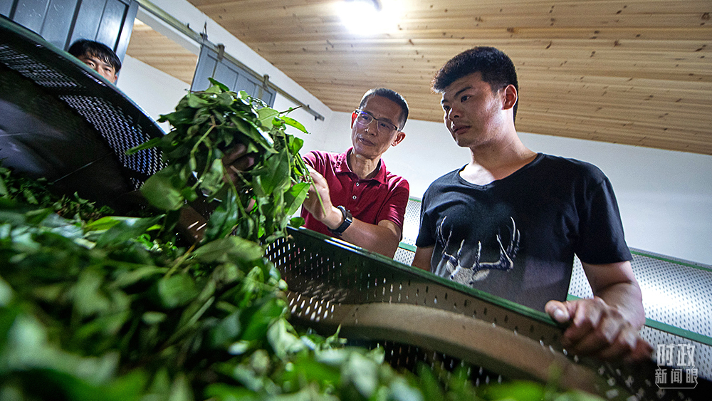 △2021年5月，福建武夷山，当地科技特派员向年轻茶人传授茶青发酵情况辨识方法。（图/视觉中国）