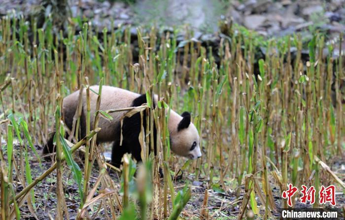  在村民苞谷地里逛耍的大熊猫。 张汶雯 摄 