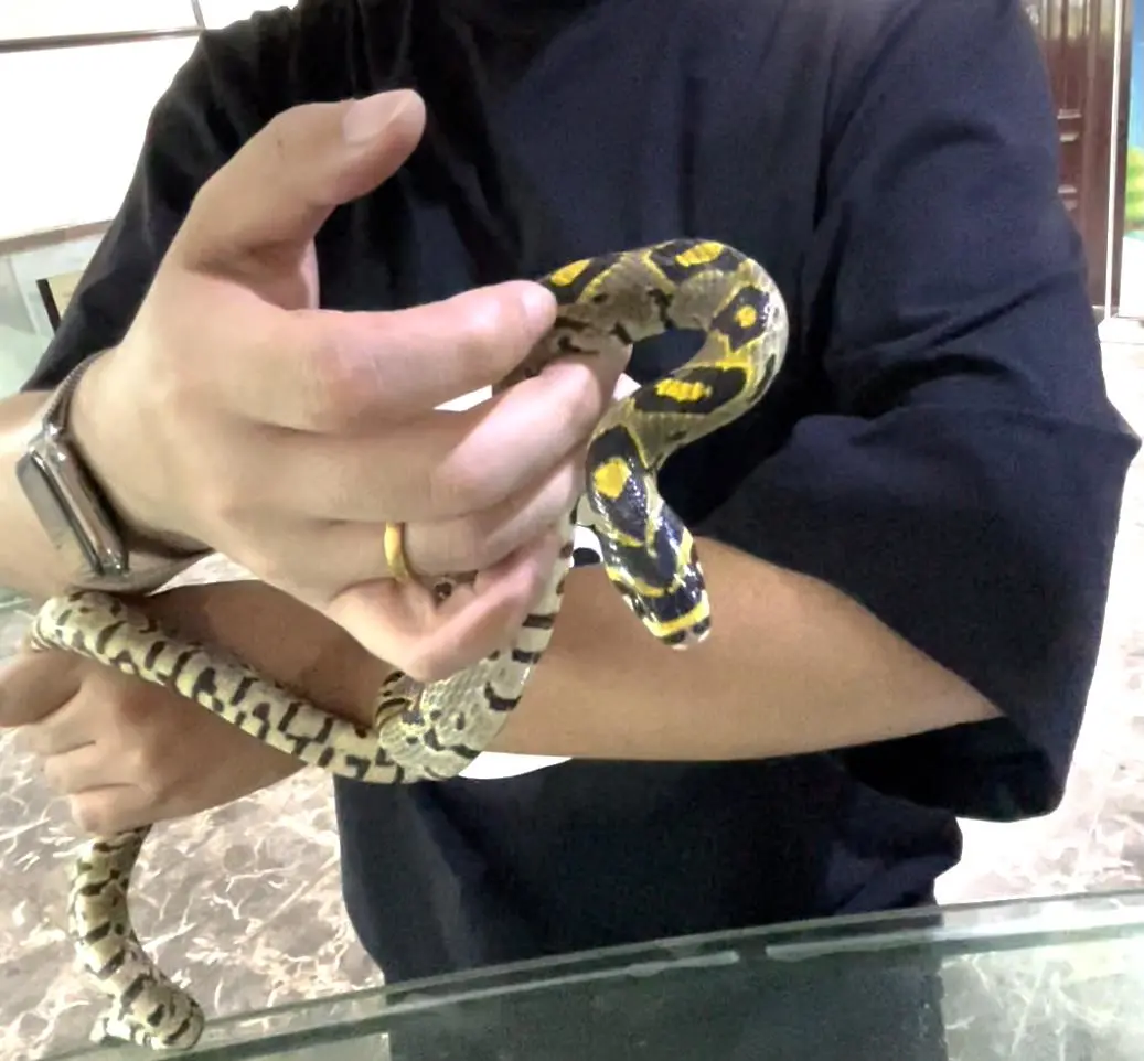 中国第一蛇村:800人养300万条蛇,每个人都被蛇咬过