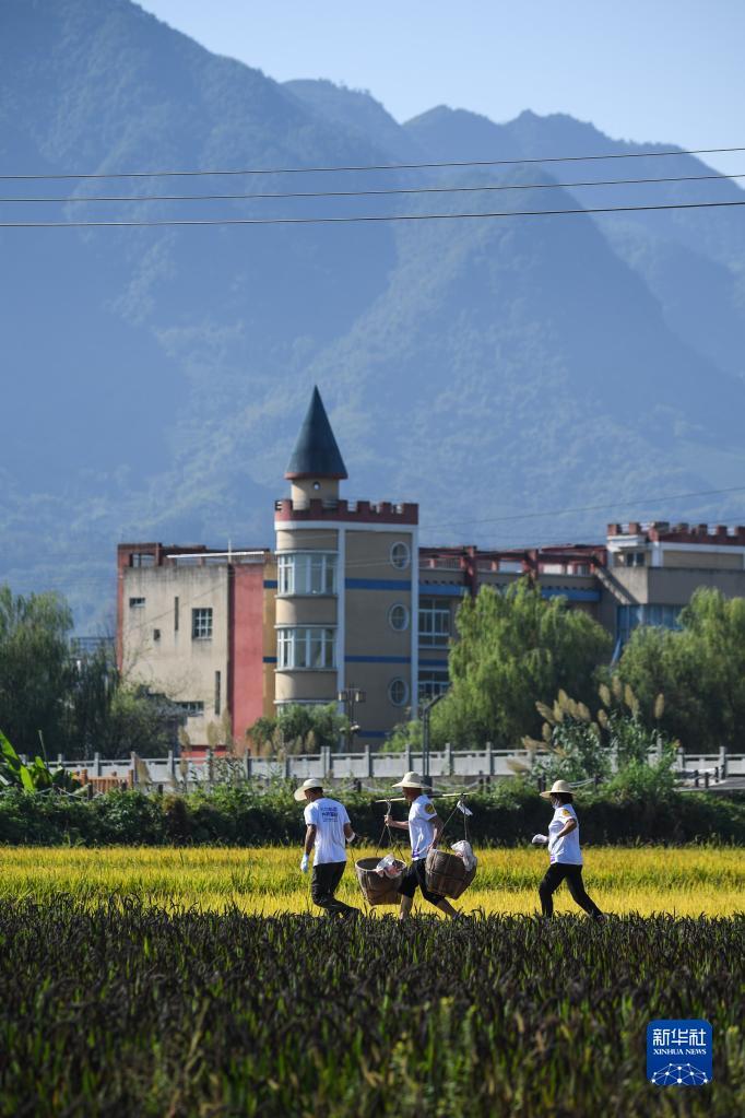 9月22日，在浙江省建德市大同镇举办的稻田趣味运动会上，农民参加“挑稻谷接力”趣味比赛。新华社记者 徐昱 摄