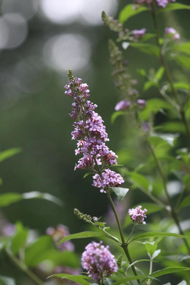 最美湖北植物"大叶醉鱼草",能让鱼儿醉了的花花