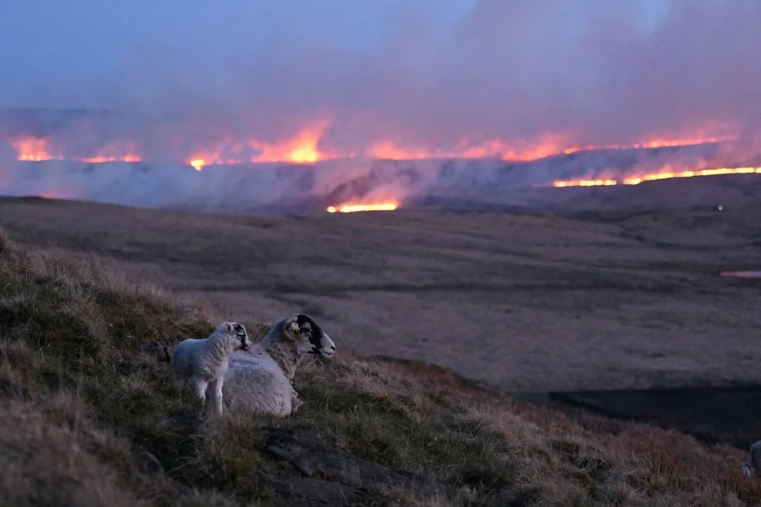2021年4月25日,在英国哈德斯菲尔德附近马斯登荒原的山火。图/法新