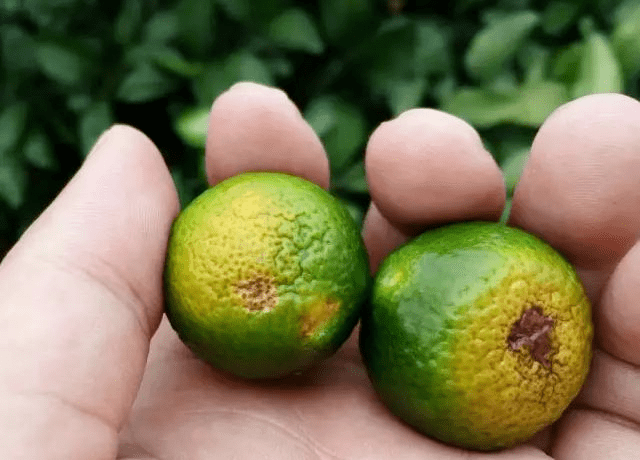 被蝽象危害的柑橘树像急性炭疽病症状果农注意了