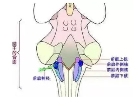 感统干货前庭觉概述以及感统训练的家庭指导
