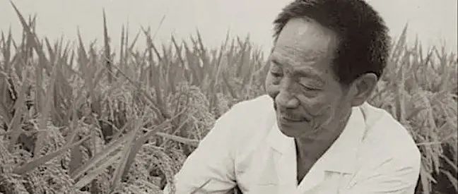 稻菽千重 禾下留梦_凤凰网