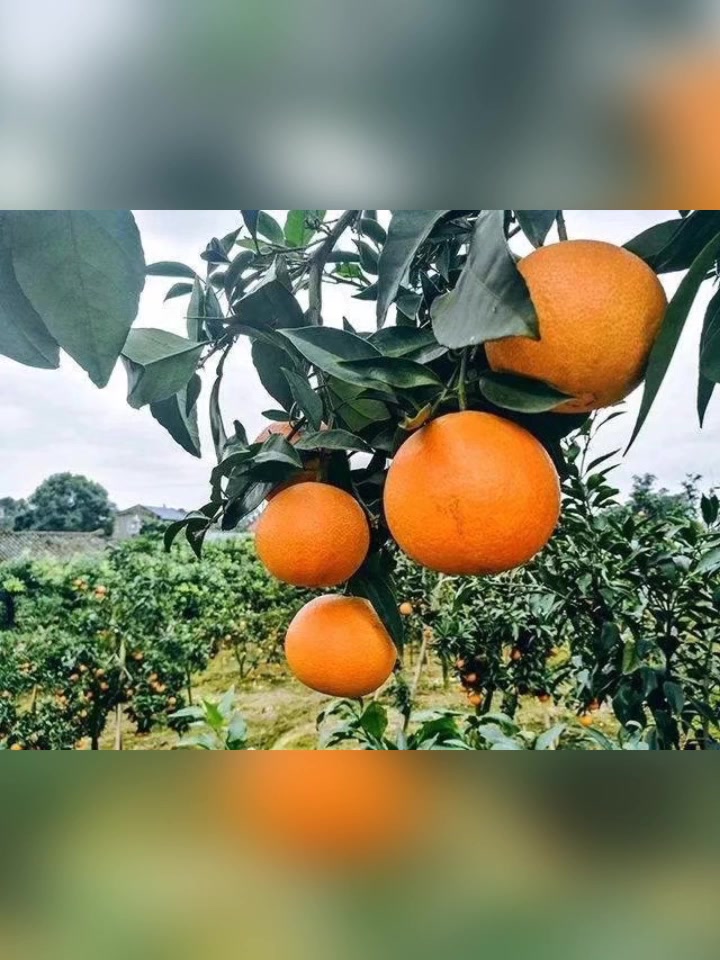 柑橘新宠爱莎柑橘,爱沙杂柑种植发展前景__凤凰网