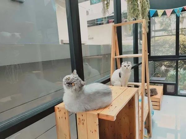 如何用家里的空地给猫搭一个阳光房,猫猫很喜欢