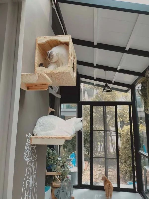如何用家里的空地给猫搭一个阳光房,猫猫很喜欢