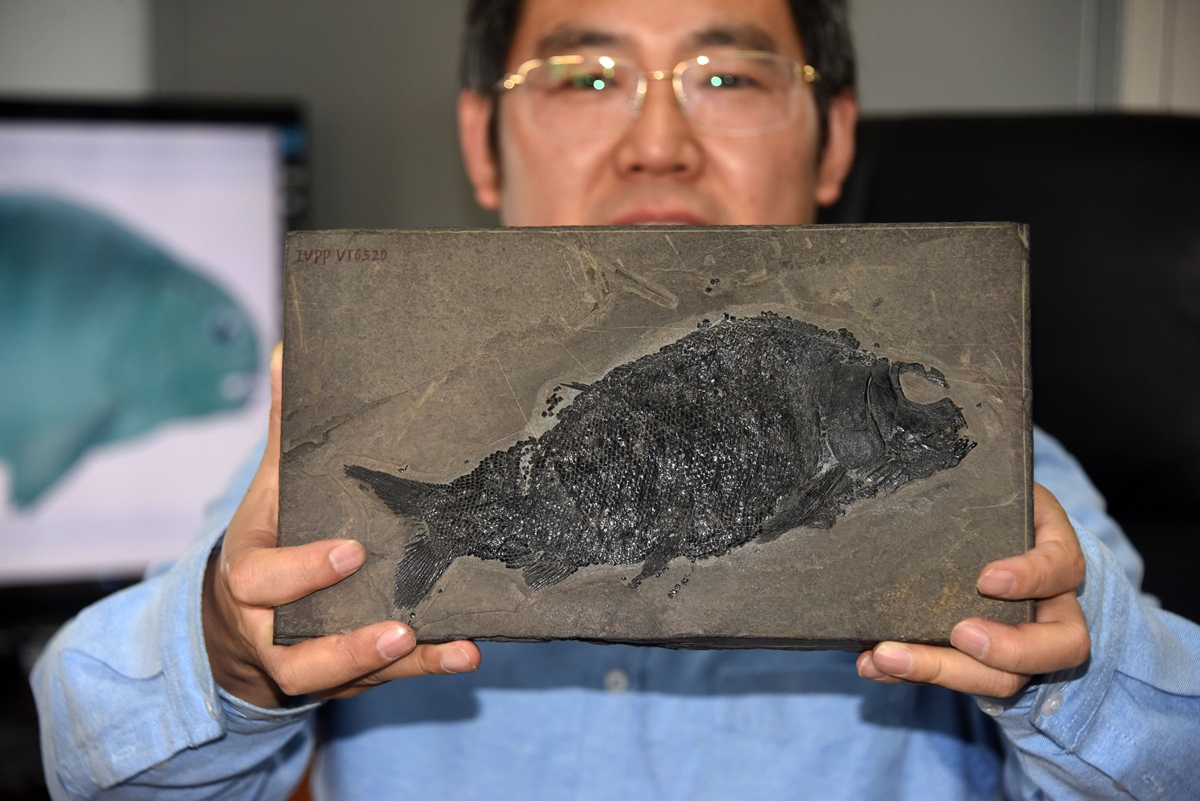 古代魚 化石 博物館級