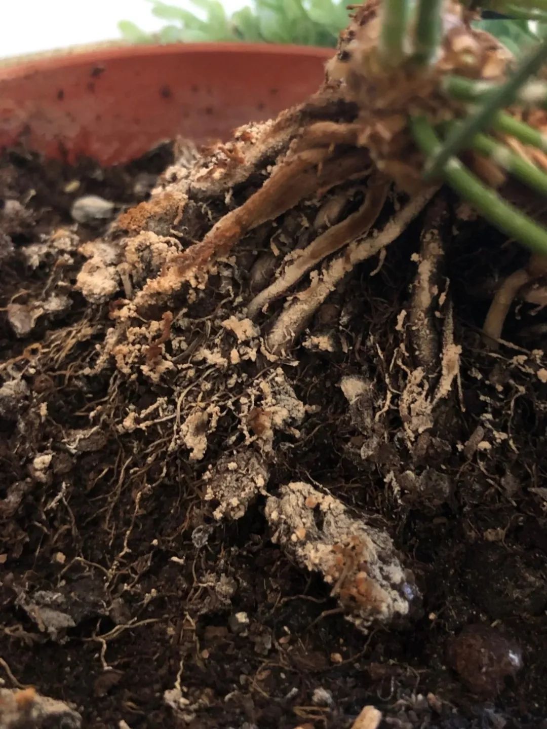 家里的盆栽植物土面长满白色毛毛,这些霉菌对人和植物有害吗?