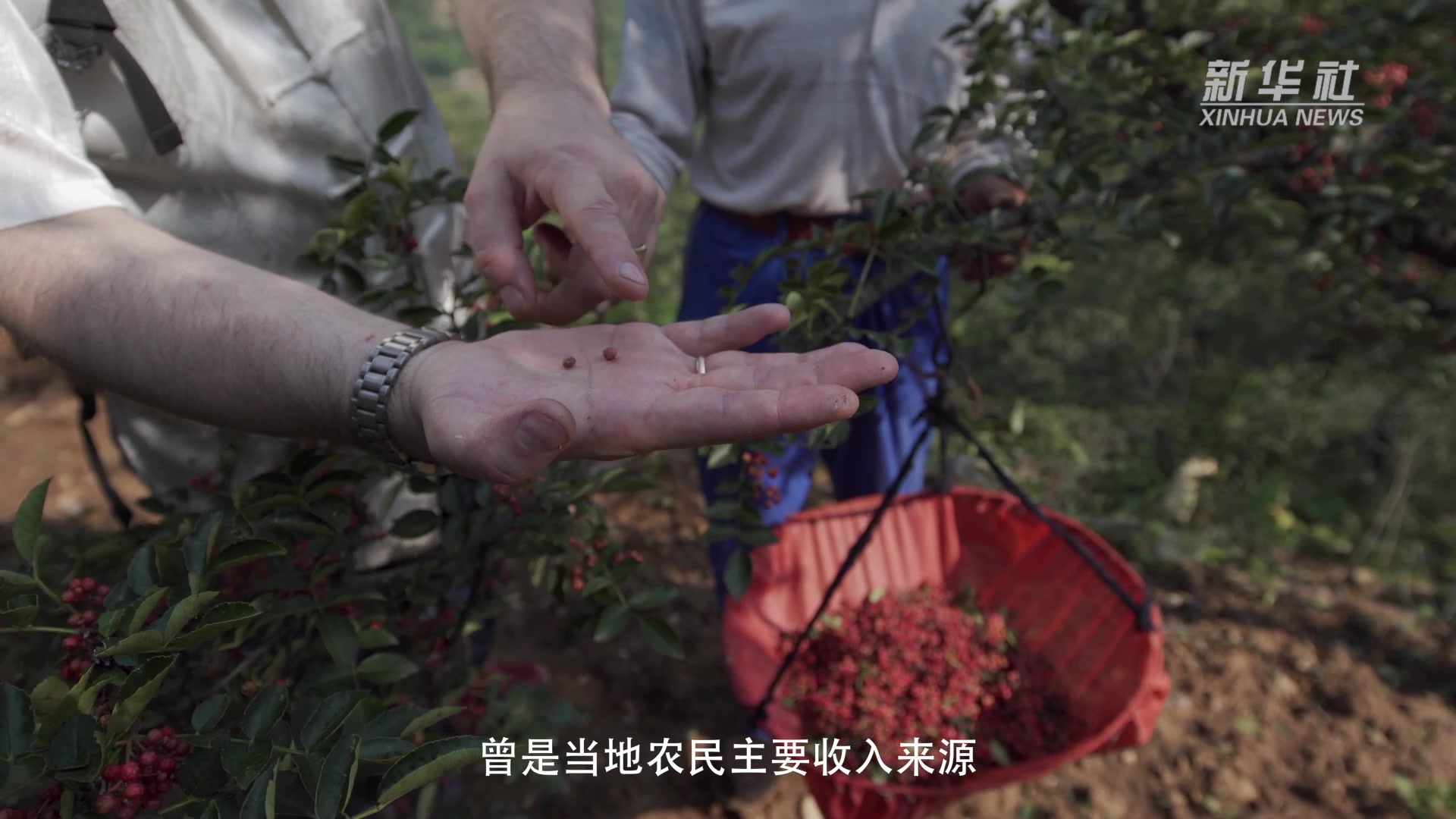 系列微纪录片·中国脱贫故事|深山大洼出“网红”