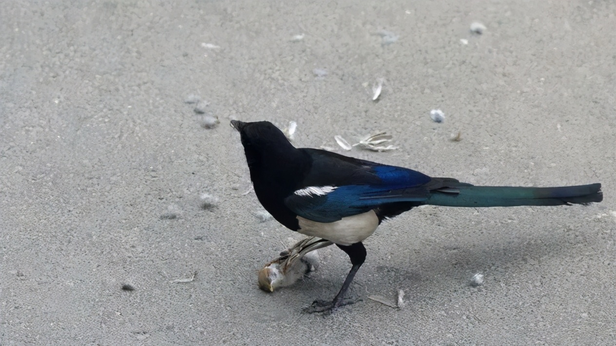 喜鹊变凶猛了?捕老鼠,吃麻雀,捉燕子,抓鸽子,还揍老鹰