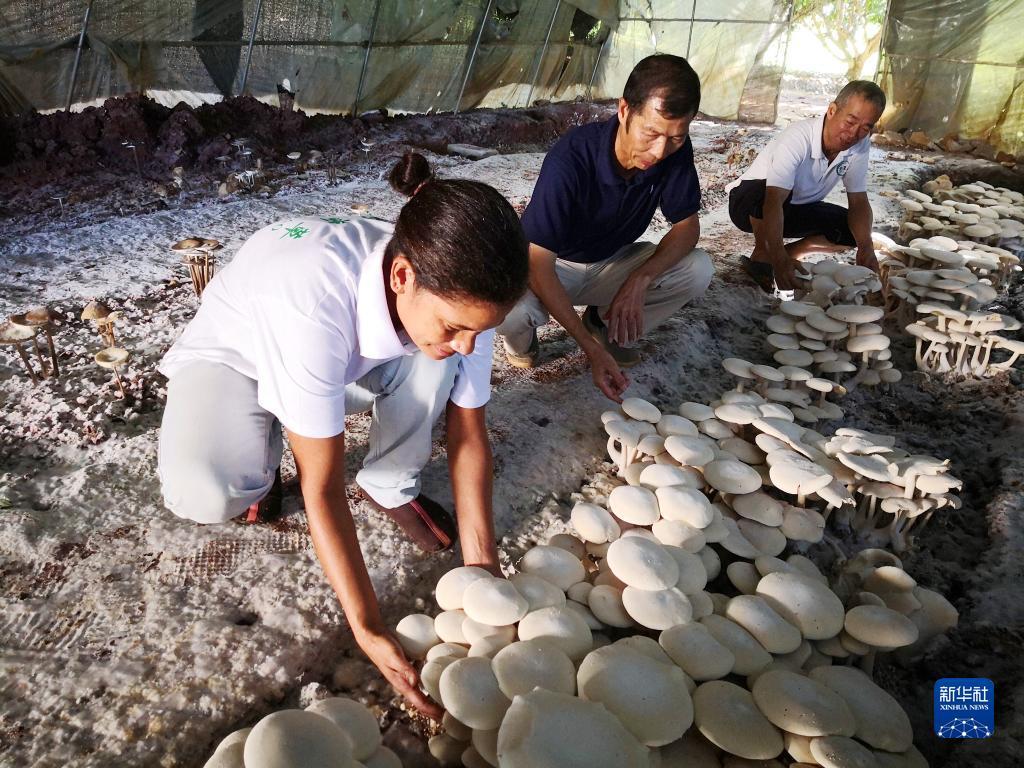2018年6月12日，在斐济楠迪，中国专家和当地雇员检查菌菇生长情况。新华社记者张永兴摄