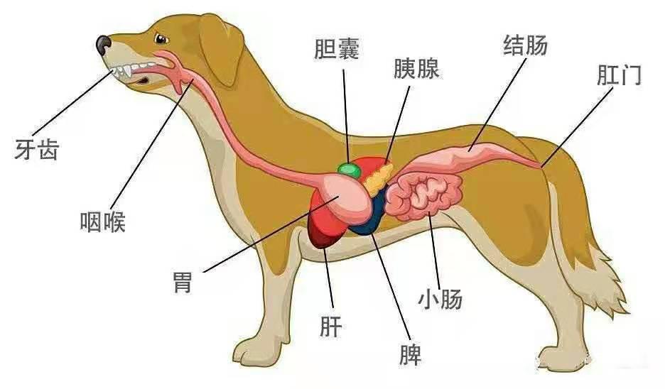 狗狗身体器官构造图片