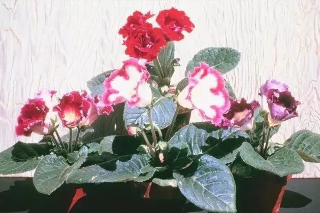 适合养朝东窗台上的开花植物 这8种红色花的盆栽适合冬春时节入手