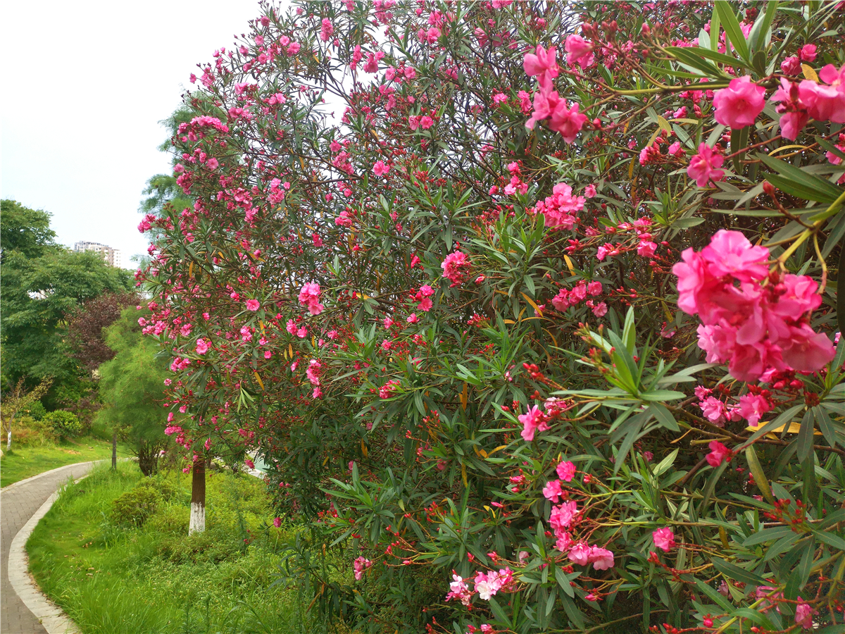 吉安市市花图片