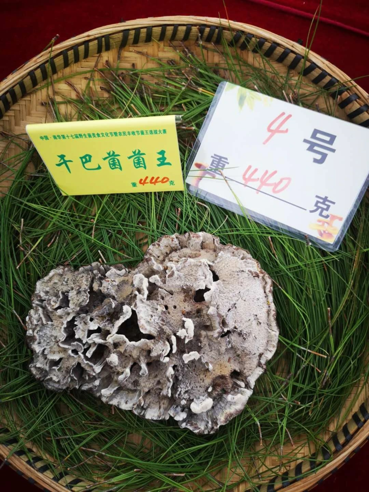 盘点云南历届菌王,谁才是你心目中的"巨无霸"!