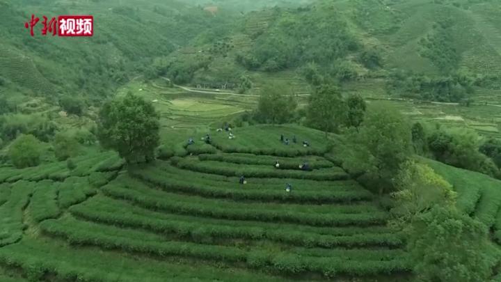 福鼎白茶大数据溯源：从茶园到茶杯全程可追溯