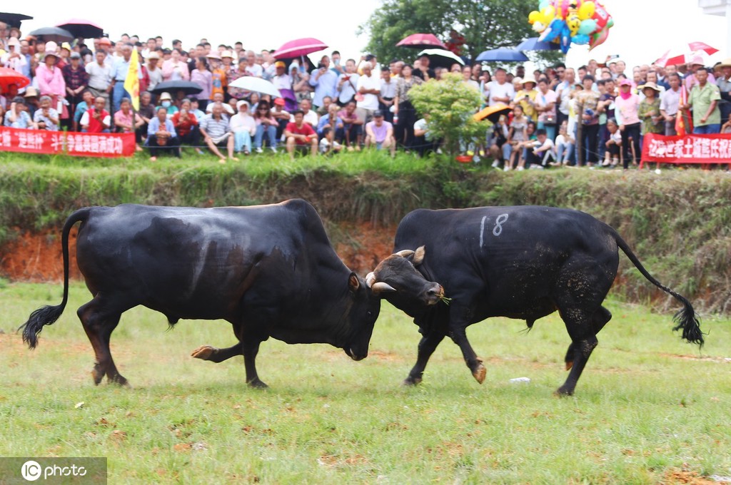 江西高安乡村上演斗牛争霸赛