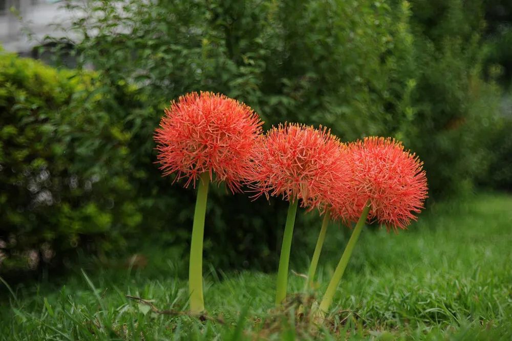 13种适合种在热带，亚热带地区的球根植物也可以养成北方的盆栽