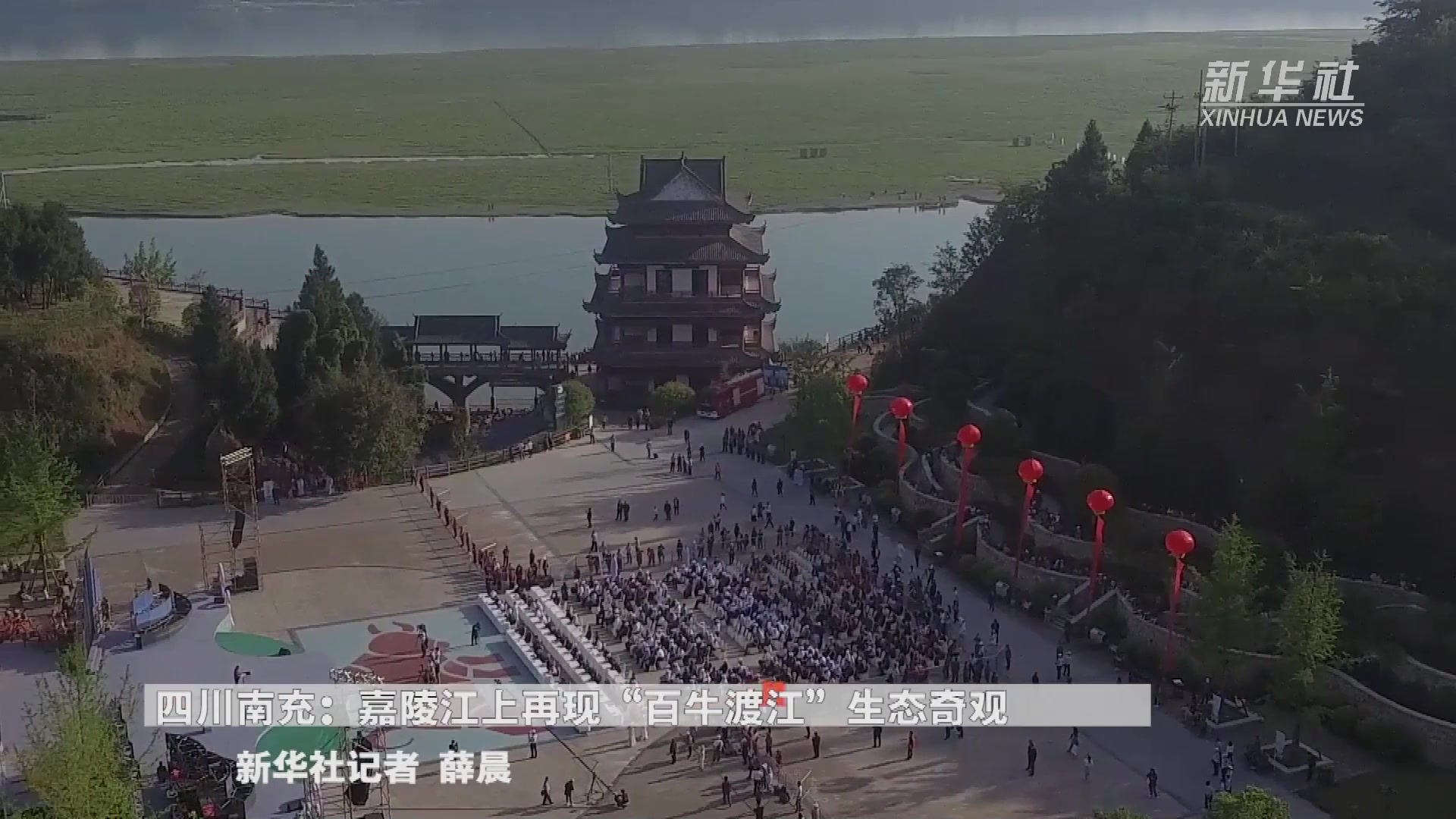 四川南充：嘉陵江上再现“百牛渡江”生态奇观