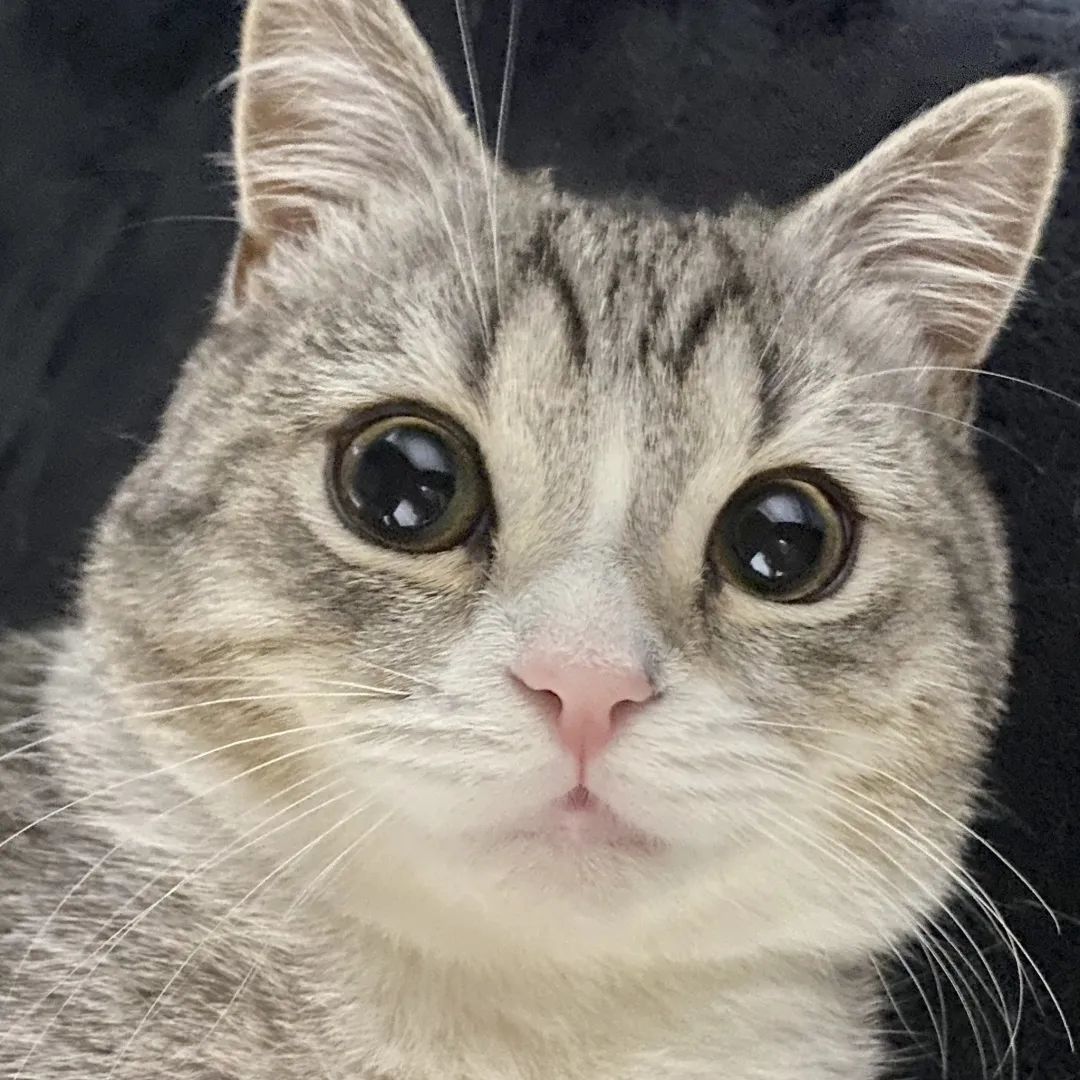 会自己蹲马桶的日本小猫咪,每天吃睡玩玩,就成了油管头号网红