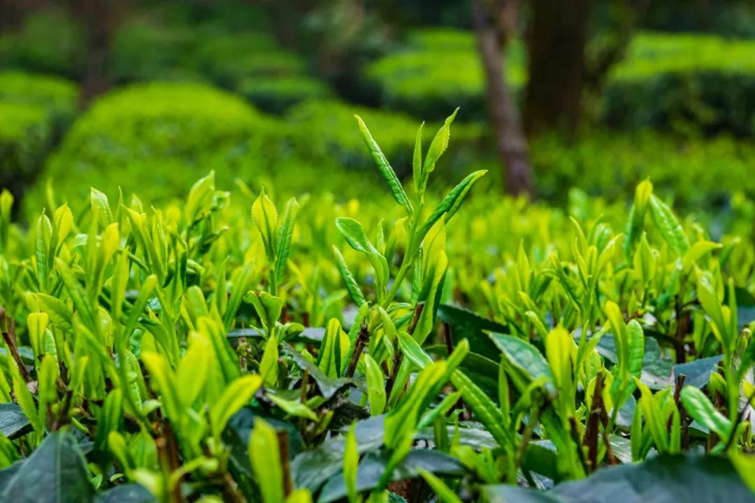 15 峨眉雪芽有机茶众盼上市__凤凰网