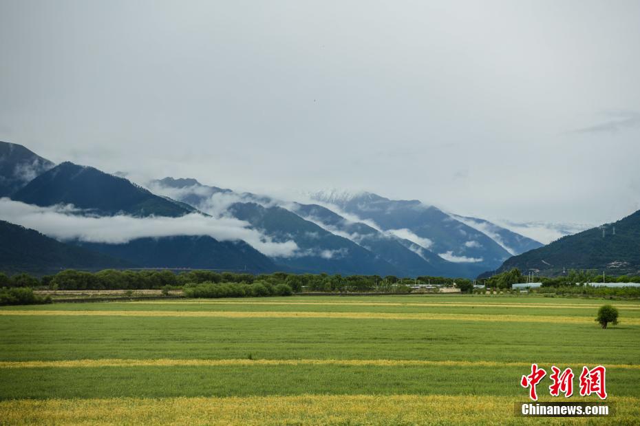 西藏林芝夏季风景美如画(图3)