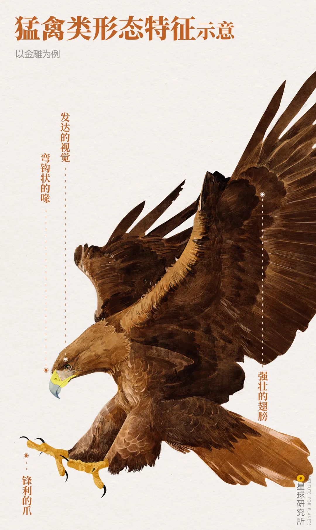 中国的鸟类,有多美?__凤凰网