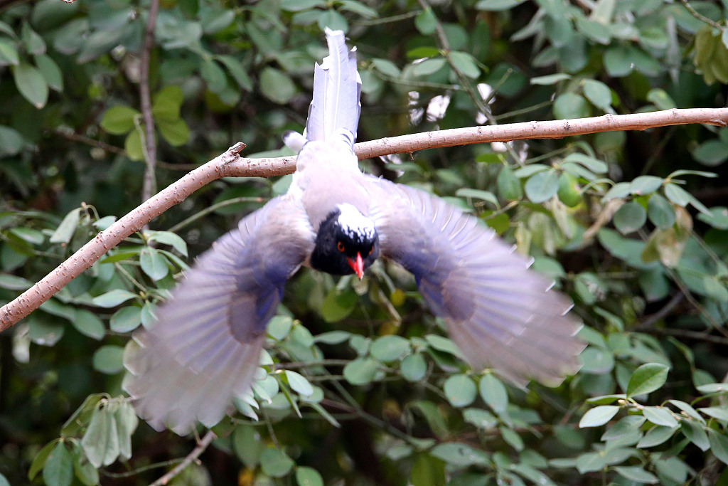 2021年3月11日,北京天坛公园内,白脸山雀、燕雀、白眉歌鸫、红嘴蓝鹊、白头鹎雏鸟等众多鸟类在园内觅食嬉戏,公园内鸟语花香、春意盎然。(图片来源:视觉中国)