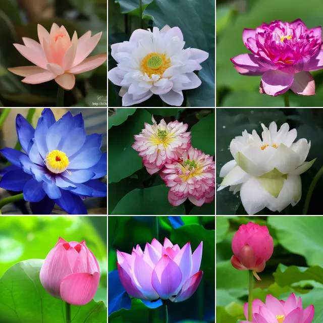 花开盛夏,南戴河国际娱乐中心已经迎来第一朵荷花