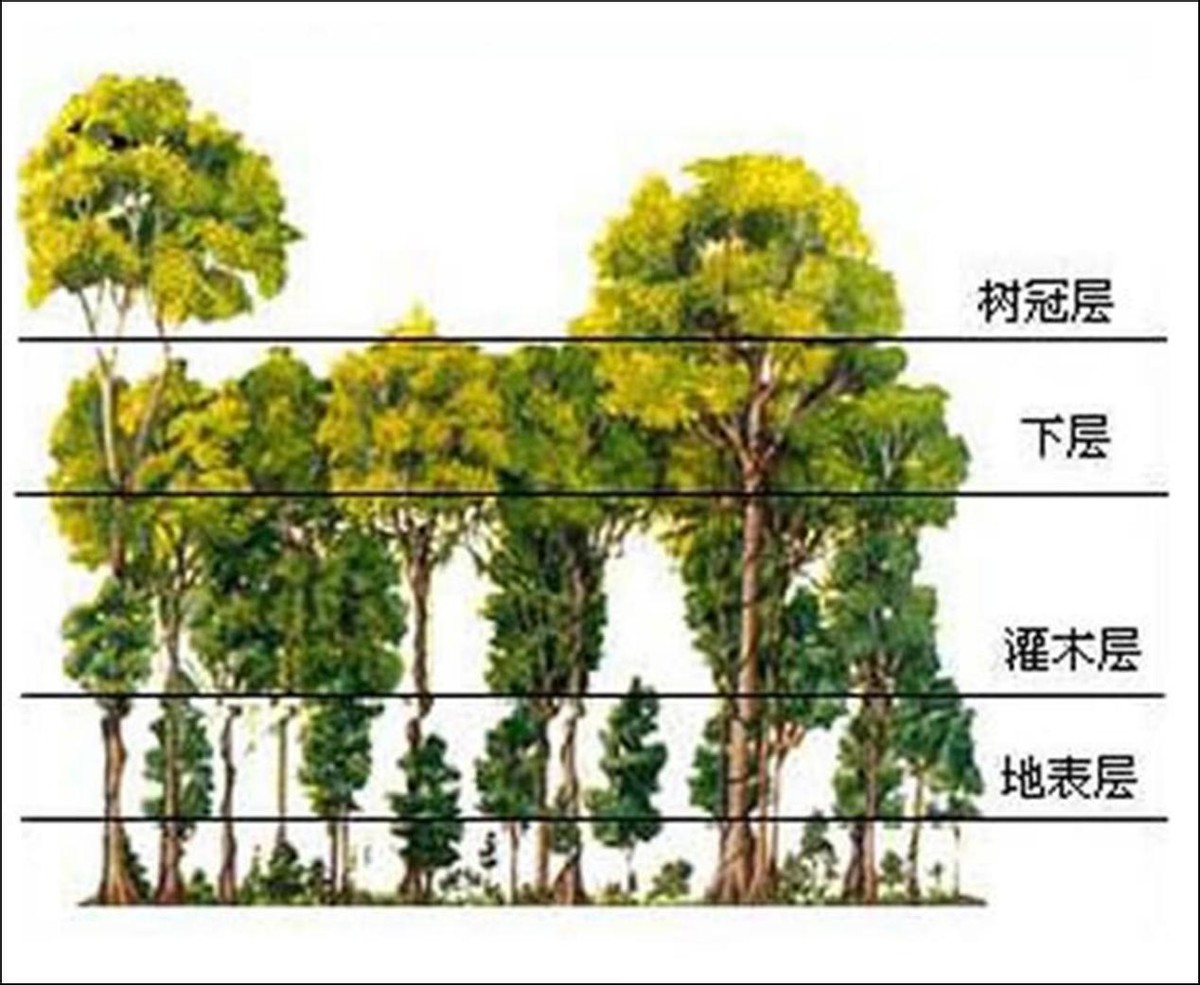 丛林是热带雨林,这就是丛林树叶如此茂密的原因.