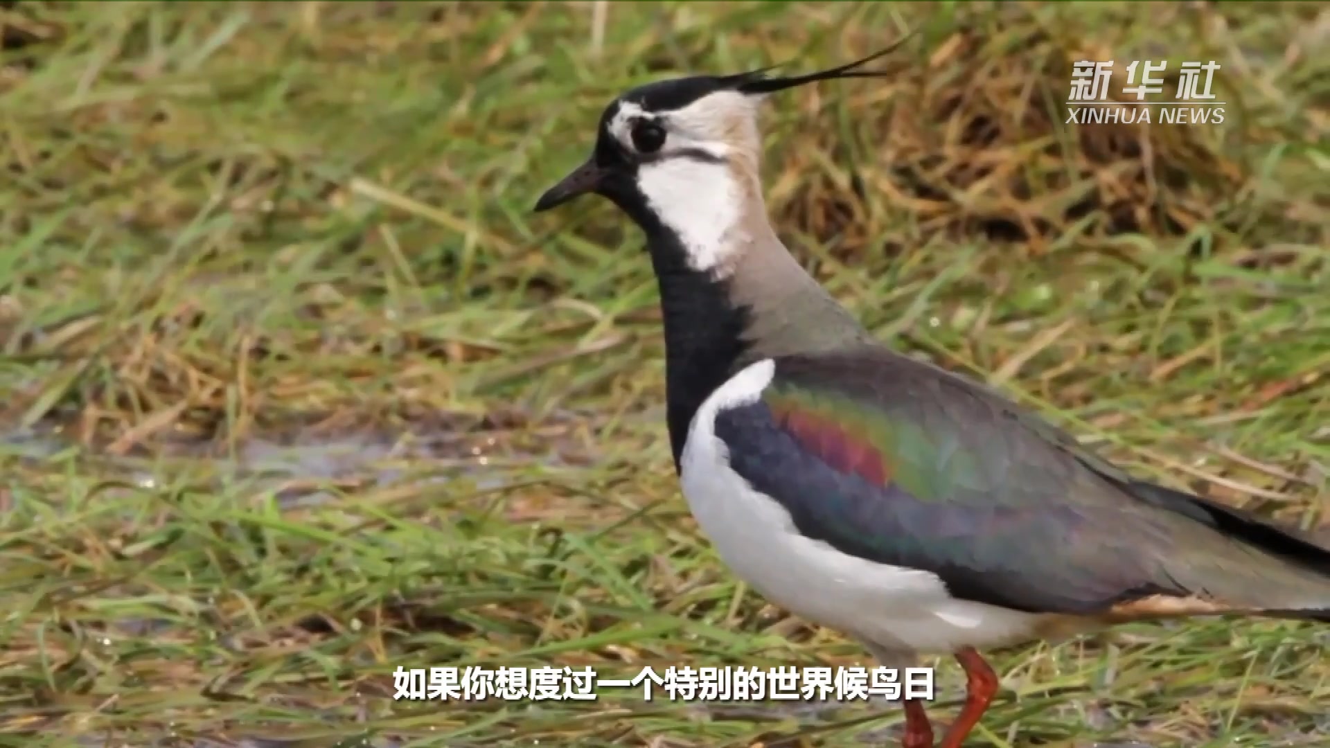 世界候鸟日：来看丹麦“黑太阳”