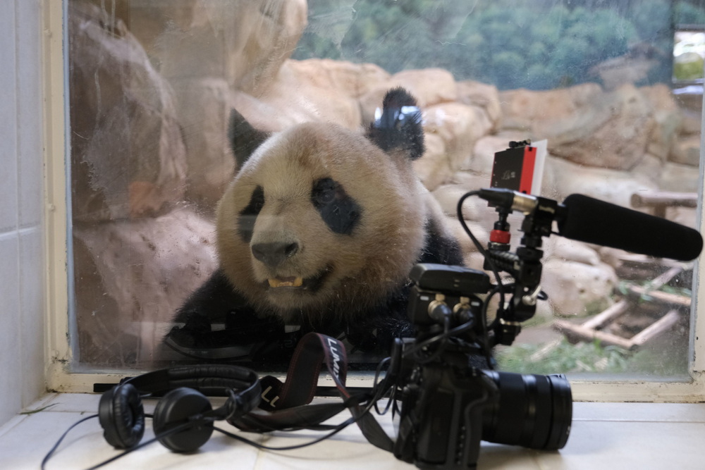 当地时间2021年7月23日,法国圣艾尼昂,博瓦勒野生动物园宣布,中国旅法大熊猫“欢欢”将诞下双胞胎。继20日发现“欢欢”腹中首个胚胎后,动物园兽医23日在为“欢欢”做超声波检查时,在其子宫另一侧发现第二个胚胎。