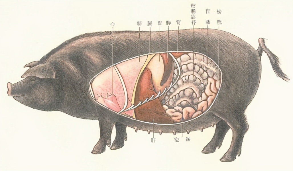 动物解剖虚拟仿真教学软件:创新教学方式,提高教学质量__凤凰网