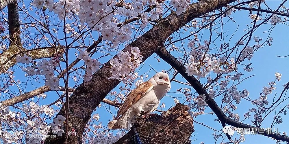 动物园养了4年多的“雄”仓鸮竟然下了个蛋!饲养员们都惊呆了…__凤凰网