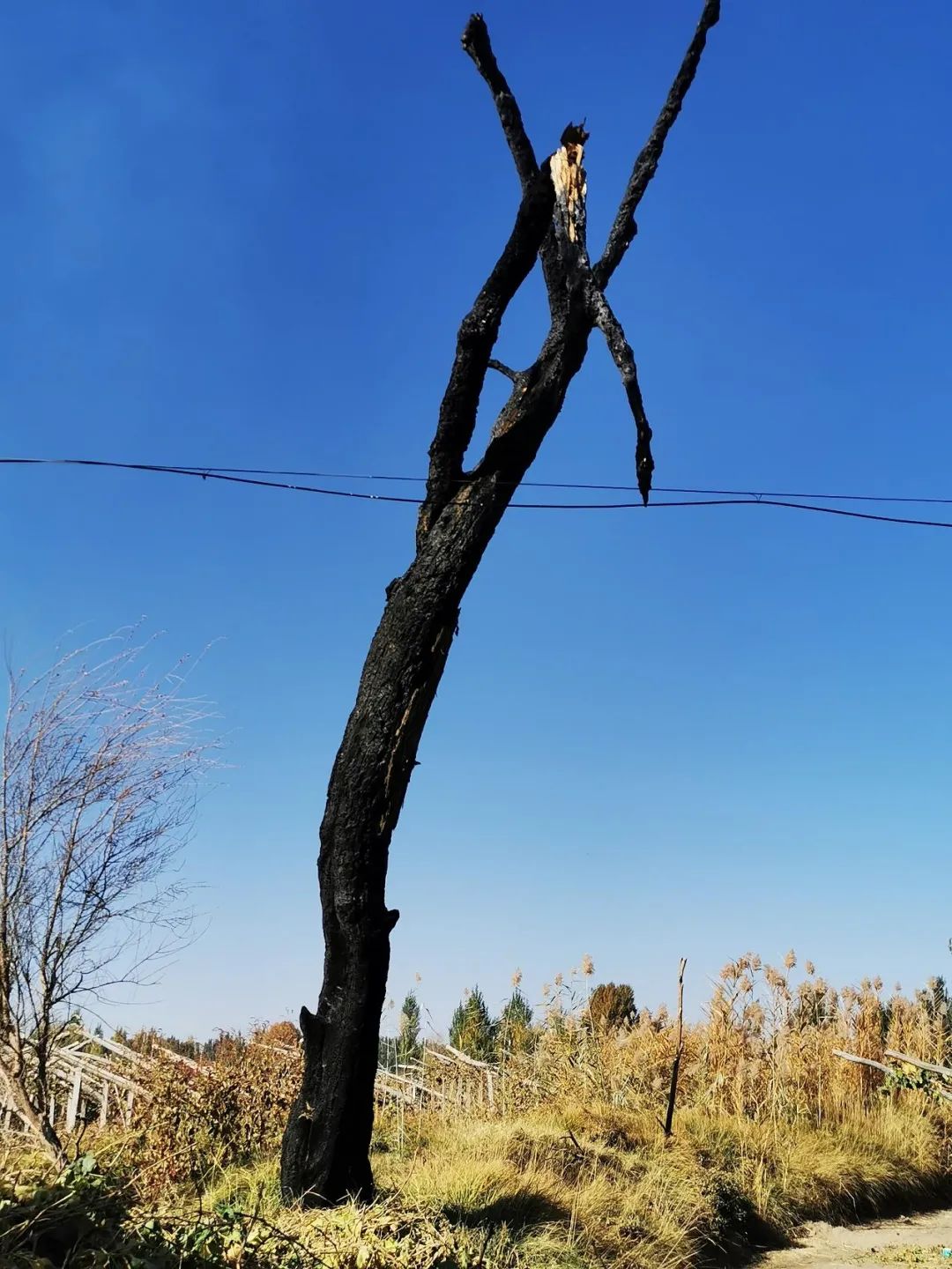 林场内一颗被烧焦的胡杨树孤零零矗立在葡萄园里。（记者李金红摄）