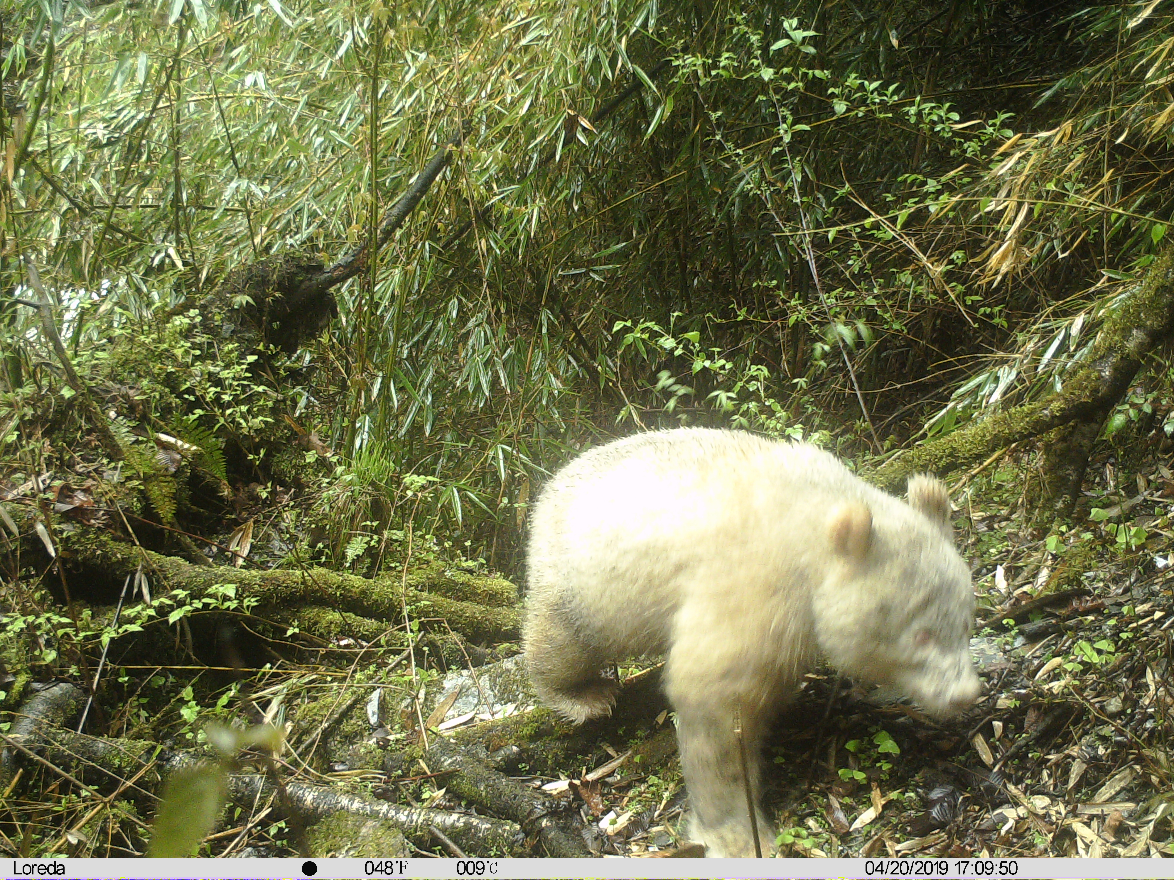 全球唯一的白色大熊猫四肢毛发变金色 已与母亲分离