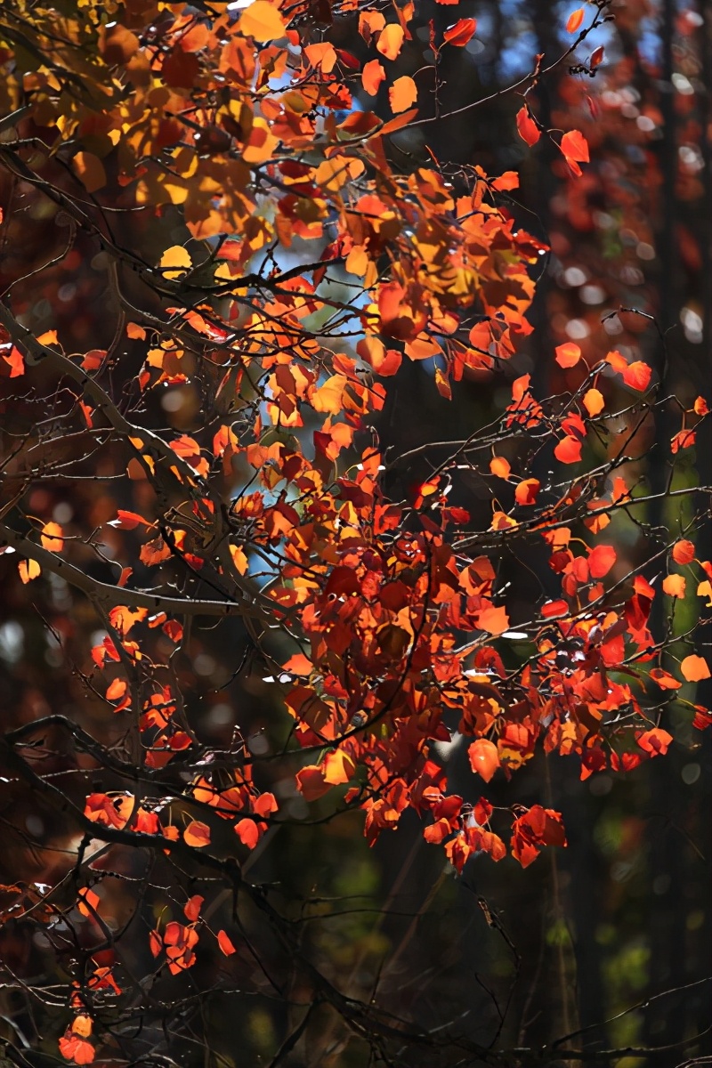 自由翱翔 炊烟袅袅的毡房 牧人的奶茶飘香 静谧的白沙湖 倒映着七彩的