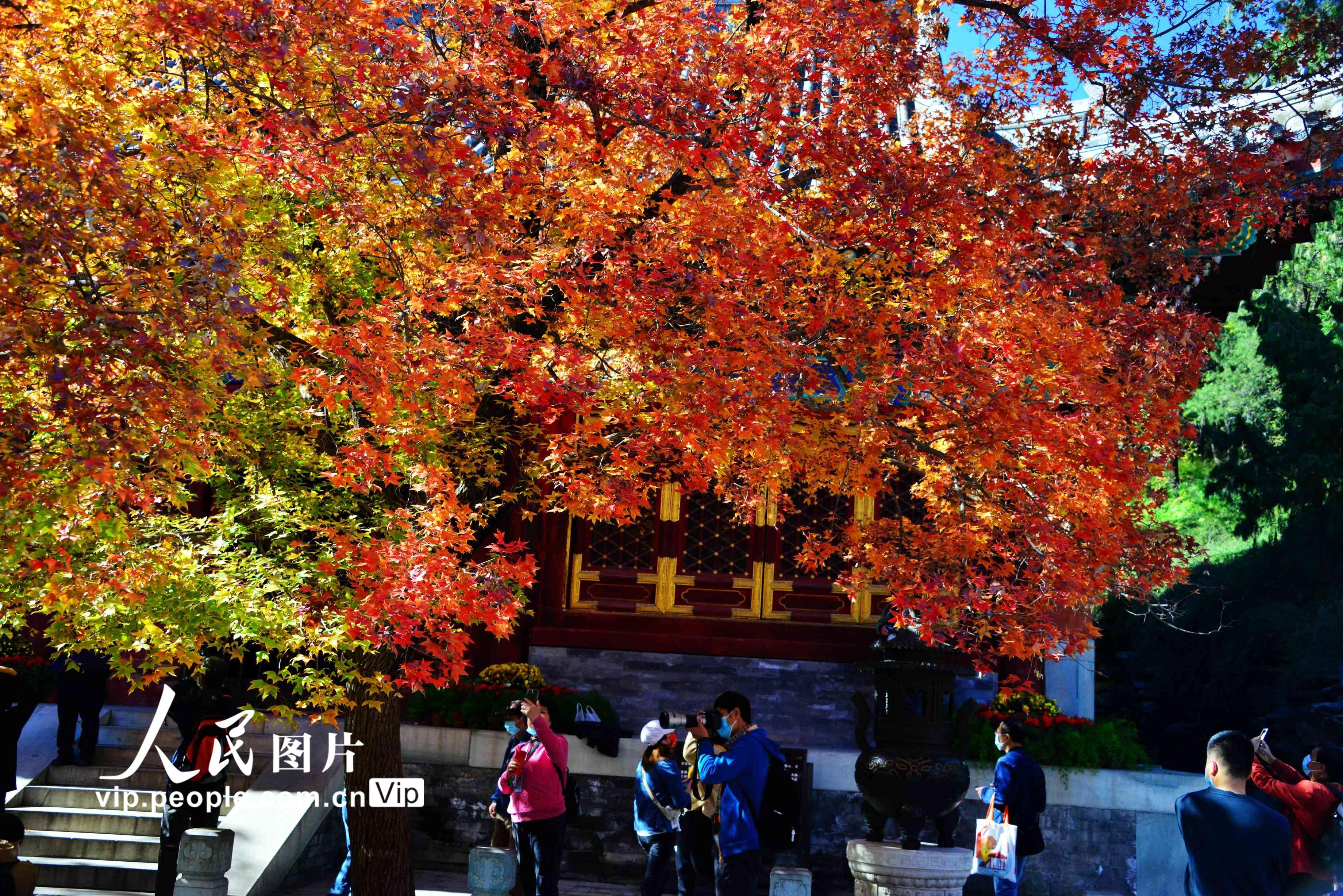 苏州天平山枫叶已到最佳观赏期，满山火红，四大赏枫胜地名不虚传_香山