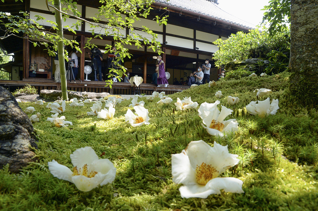 日本寺庙举行红山紫茎"赏花会"