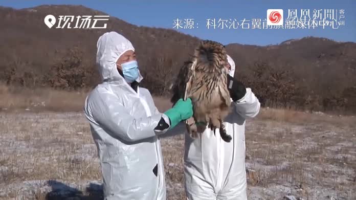 重回蓝天山林！毛脚鵟、雕鸮、狍子放归自然