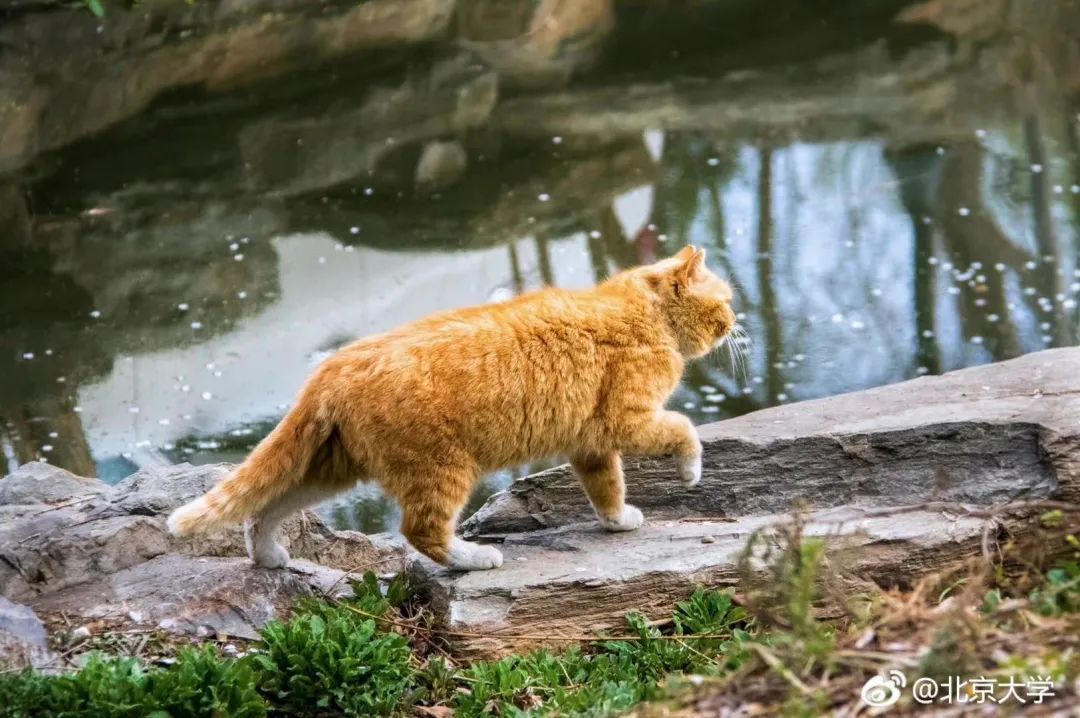 北大未名湖畔的猫